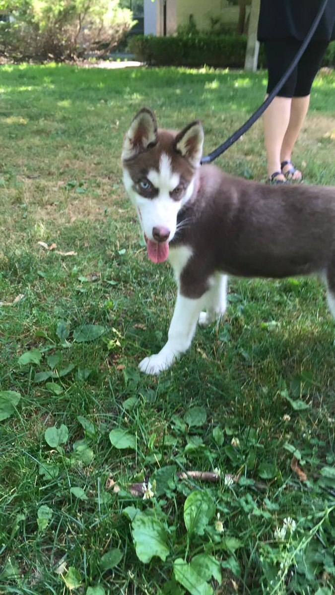 freekoreandogs's tweet photo. Look at this adorable Paco, Korean rescue pup! He just arrived in Toronto, Canada. Feeling grateful! https://t.co/G9AIrLSWQX