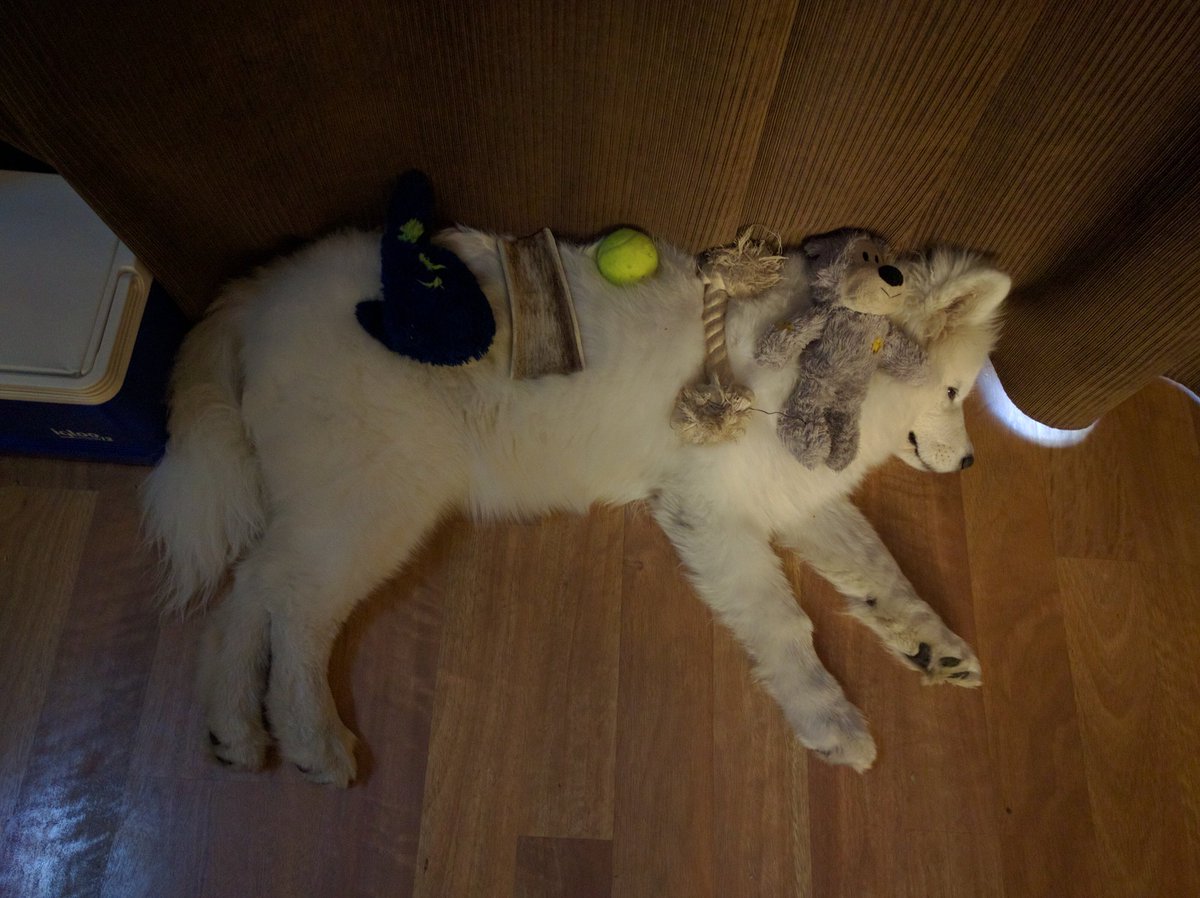 ArtemisSamoyed's tweet photo. I'm so tired I don't even care what Mommy and Daddy do to me. #TooMuchPlaytime #PokemonGo https://t.co/8cH3wdfcdU