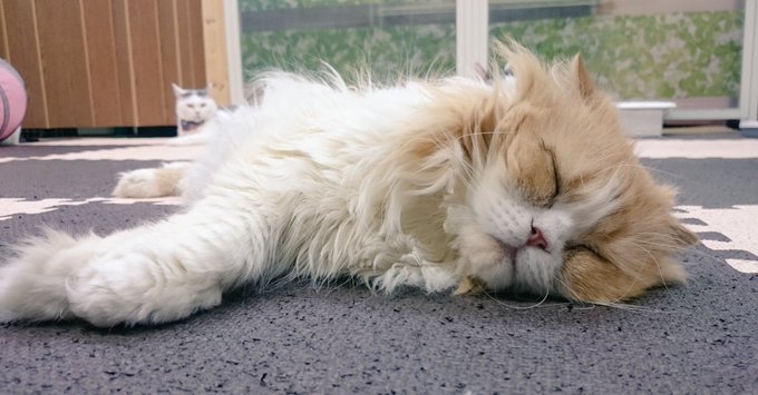 猫カフェバイトの評判まとめ 天国に見えるけど実態はきつい