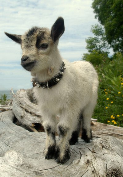 ScreamygoatApp's tweet photo. https://t.co/R8Pixepvwy