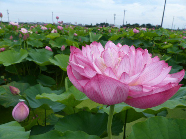 愛知県埋蔵文化財センター Twitterren 愛西市早尾の蓮田では赤蓮の花が一面に咲いています レンコンを食べる多くの蓮は白い花ですが 花 として出荷されるものは紅色をしています 開花時期と新暦の盆とがちょうど重なり 仏教との結びつきが感じられます