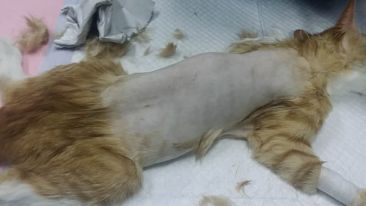 jym117's tweet image. Activist took one rescued cat 2 VET. paralysis by 80% antisternum injuried &amp;amp; multi soft tissue injury. operation now