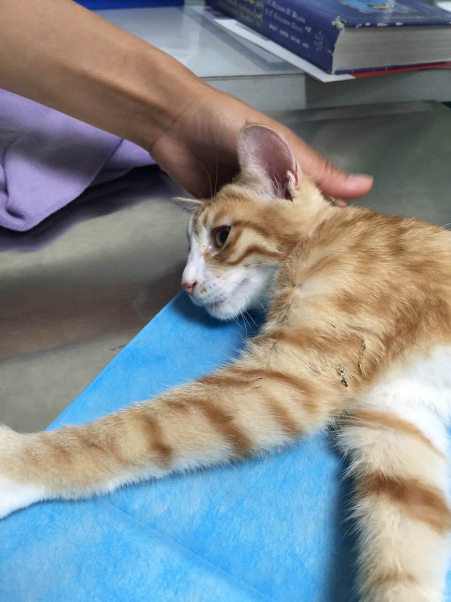 jym117's tweet image. Activist took one rescued cat 2 VET. paralysis by 80% antisternum injuried &amp;amp; multi soft tissue injury. operation now
