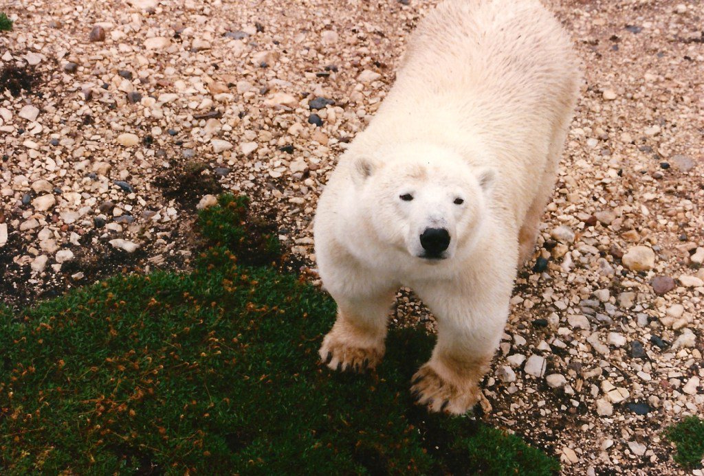 Zoo Soc Auckland  tweet media
