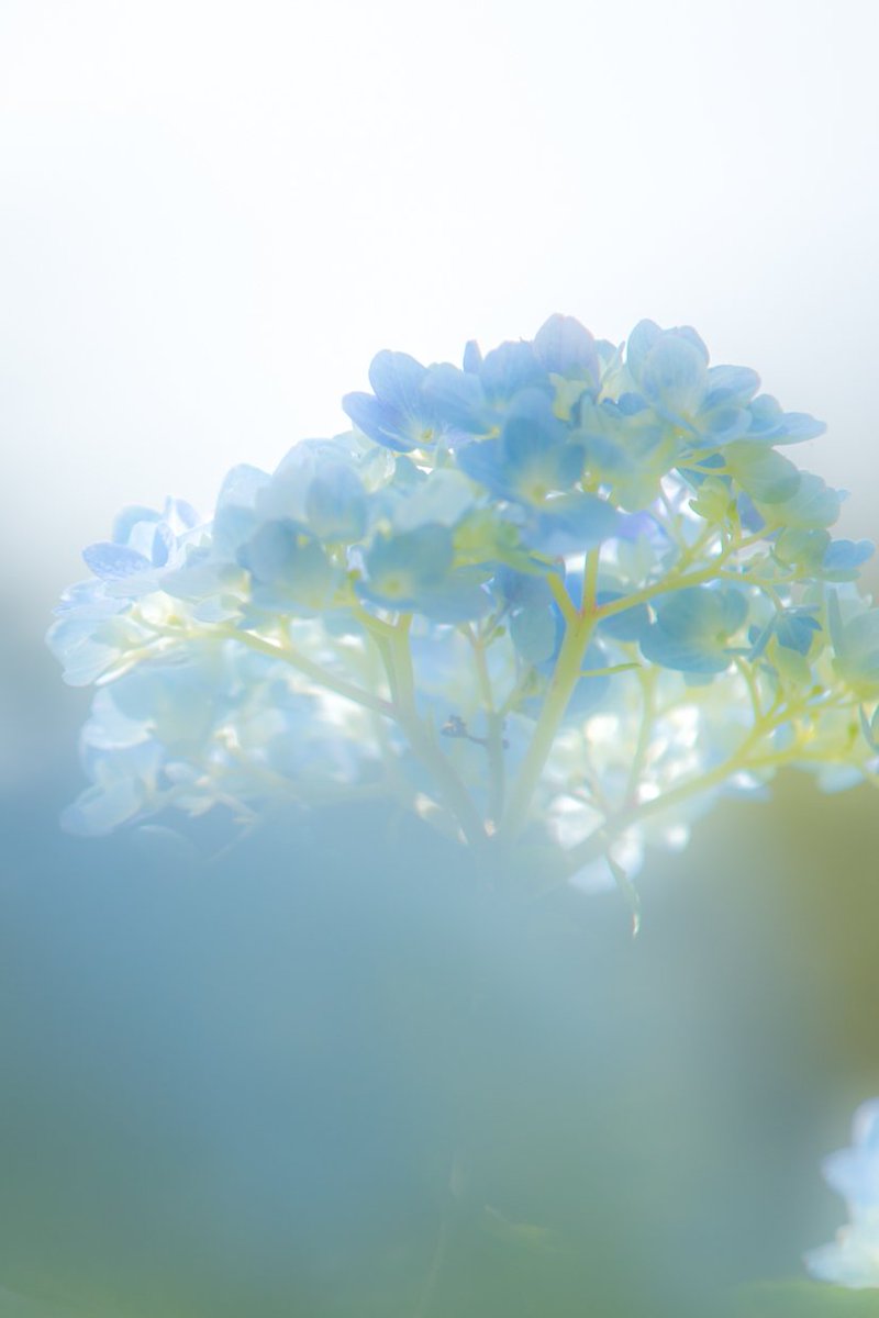 季節の表現者 Kachikoh 精進湖には沢山の種類の紫陽花が咲いています 気が付けば2時間も撮っていました 紫陽花もそろそろ終盤 大好きな花なので 寂しい気がします 花を綺麗 に撮るコツは綺麗な背景を選ぶ事 主役が綺麗でも背景が良く無ければ撮りません