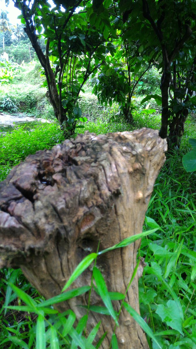 g1089v's tweet photo. #moomsoon #Kerala #nature #westernghats #hirange #oonnukal https://t.co/EUkYf6amLL