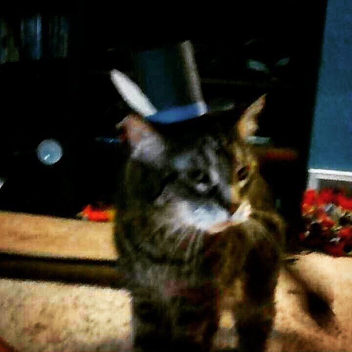 PfankuchenBitte's tweet photo. @moby_dickhead Kuty looking very dapper in his homemade top hat. #sofancy #tinyhatsoncats https://t.co/vAeT1Bngvl