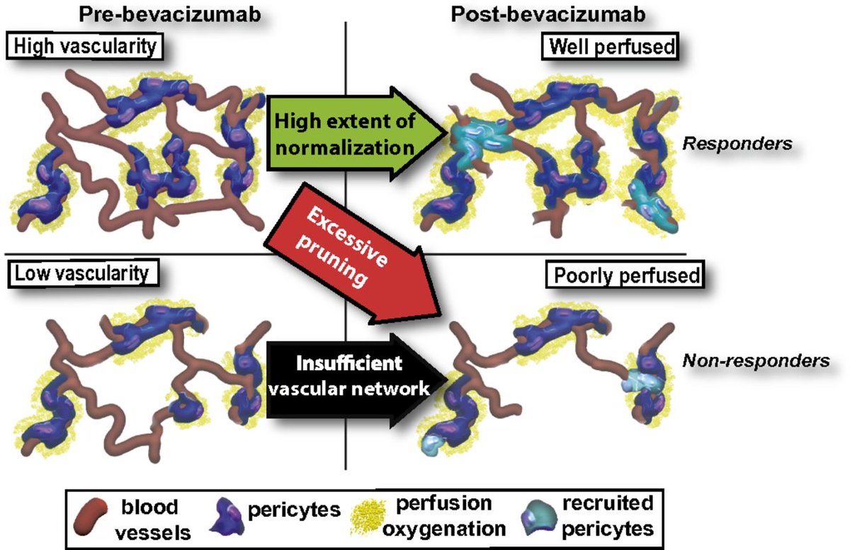 #366papers #vascular density and the in #response to #therapy in breast #cancer #patients
ncbi.nlm.nih.gov/pubmed/26578779