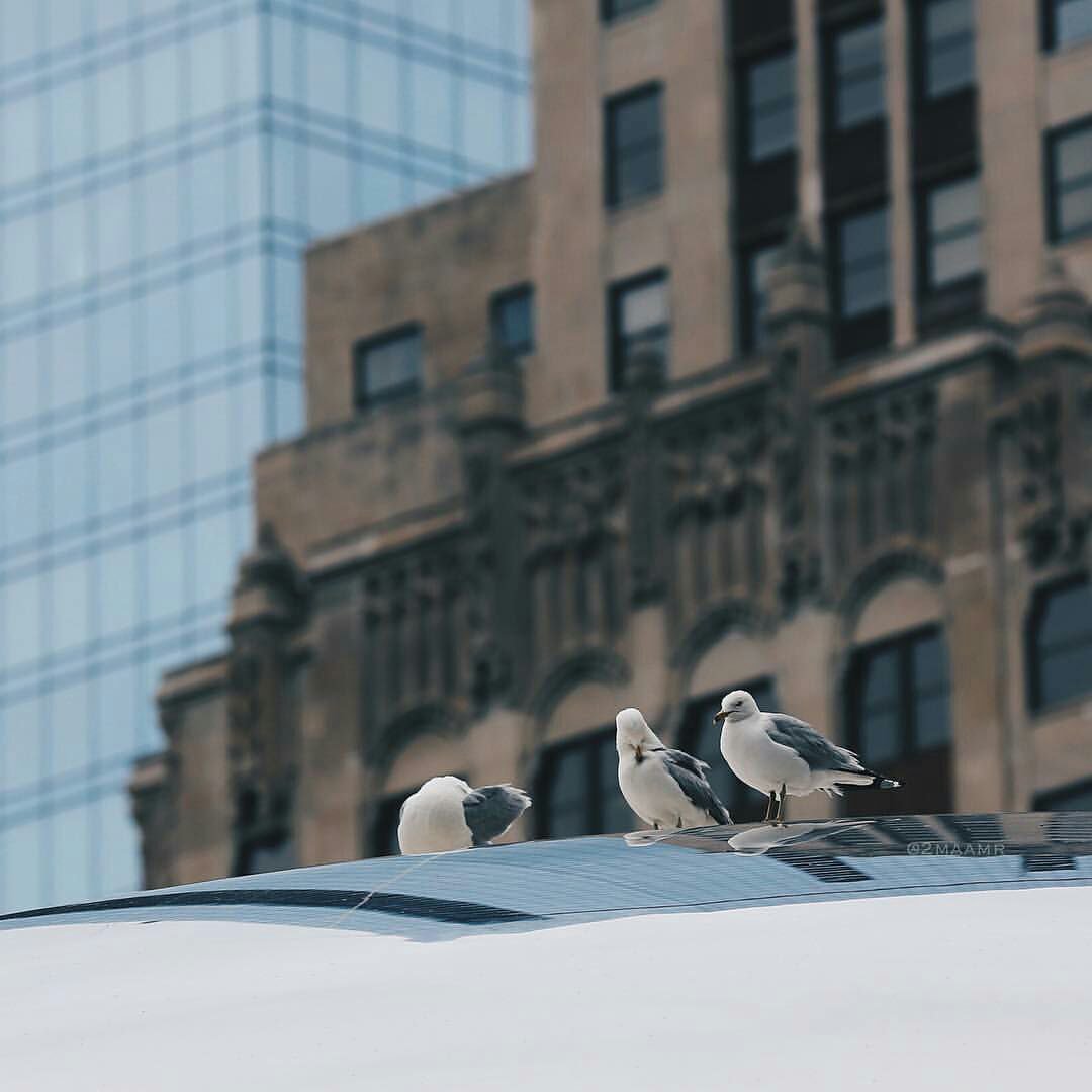 اللهم في هاذا الصباح اجعل خواتيم أعمالنا خيرها و أحبها إليك و ارزقنا القبول و الغفران يا كريم يا منّان