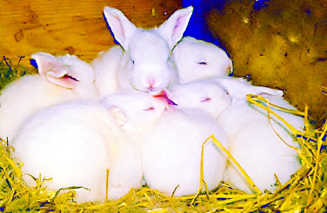 wabbitsnkeets's tweet photo. @BabyAnimalPics @Elako123 hhhhhh hmmmm we're all about #bunnyworlddominion #rabbitrules #bemorebun https://t.co/nIh1WUYyTT
