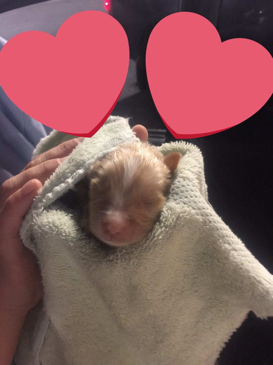 The newest little rescue at Bosley's Place! Save the puppies! #AdoptDontShop #bosleysplace #puppylove