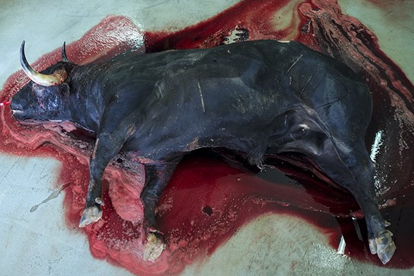 Al final del día #SanFermines2016 habrá matado a 48 toros. Mareados, golpeados, torturados #Encierro8TVE