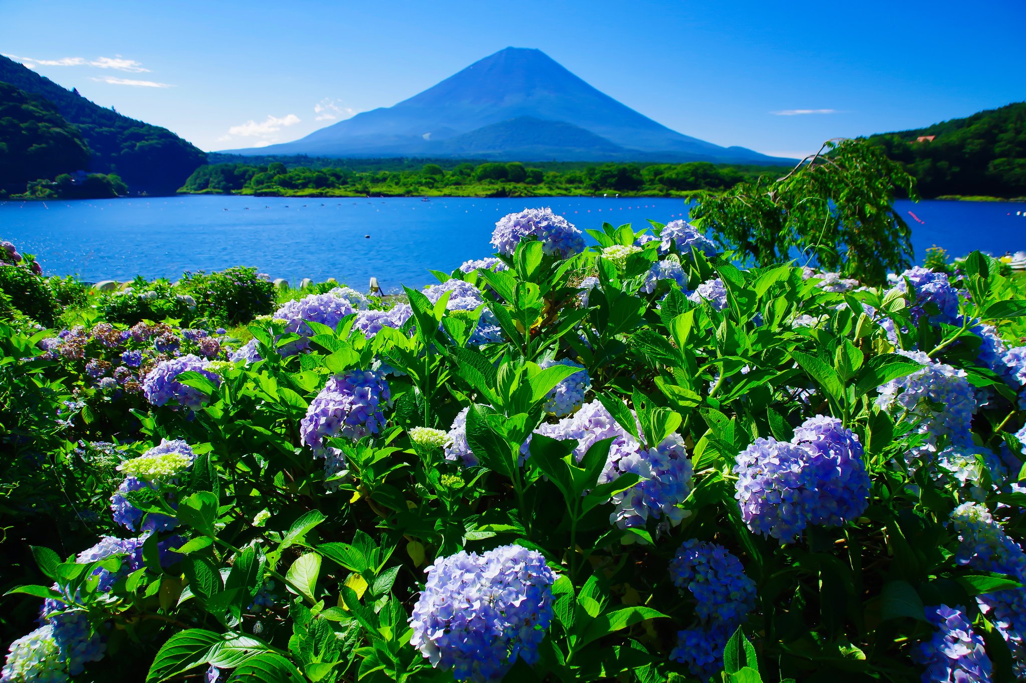 Uzivatel Yupin Na Twitteru 大好きな 富士山と紫陽花 Rt Jp30dai 精進湖のあじさいと富士山 もう 紫陽花が終わりかけですが撮影してみた ファインダー越しの私の世界 富士山 紫陽花 T Co 8gyob4ixib Twitter
