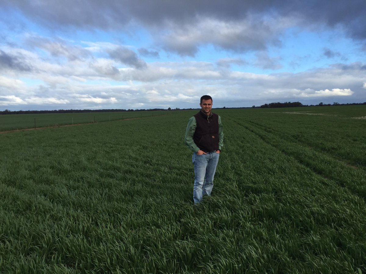 AGRICENLIFER's tweet photo. #MaximumNPact works! 10L/ha in left picture vs untreated on right on Oats near Wycheproof, Victoria #Donald branch https://t.co/bN1RrCzMWT