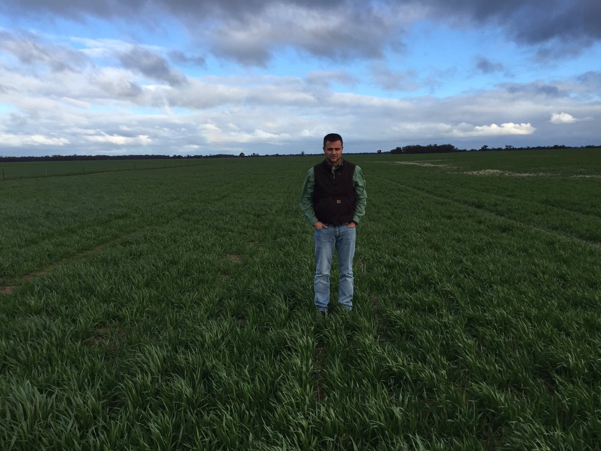 AGRICENLIFER's tweet photo. #MaximumNPact works! 10L/ha in left picture vs untreated on right on Oats near Wycheproof, Victoria #Donald branch https://t.co/bN1RrCzMWT