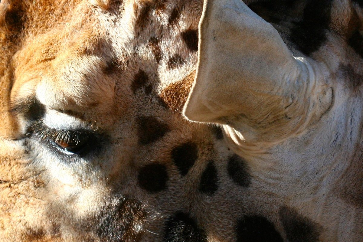 NickySuze's tweet photo. Up close and personal.  #CanberraZoo #VisitCanberra https://t.co/aOH4xGncpE