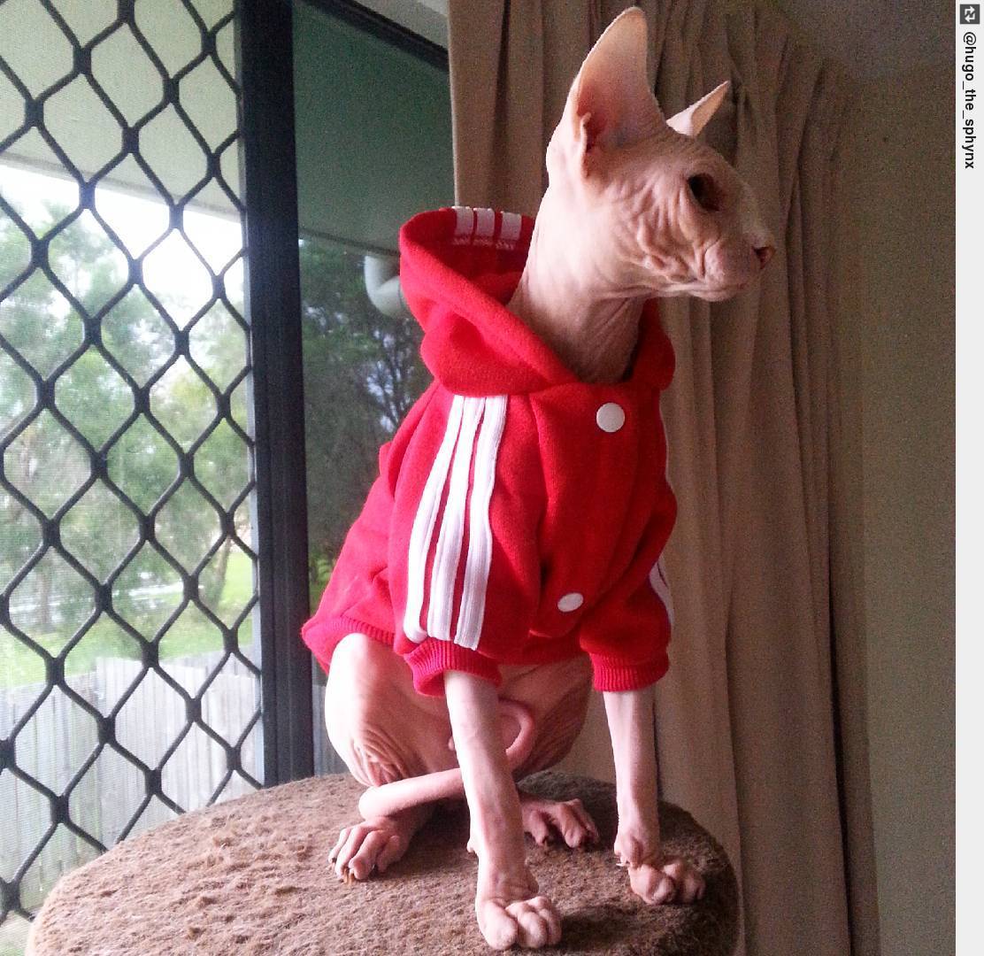 Inglorious Cats on X Mummy bought me an Adidas jumper I love it sphynxcat sphynxlove sphynxkitten sphynx ingloriouscats https t ClUc0B8DSq X