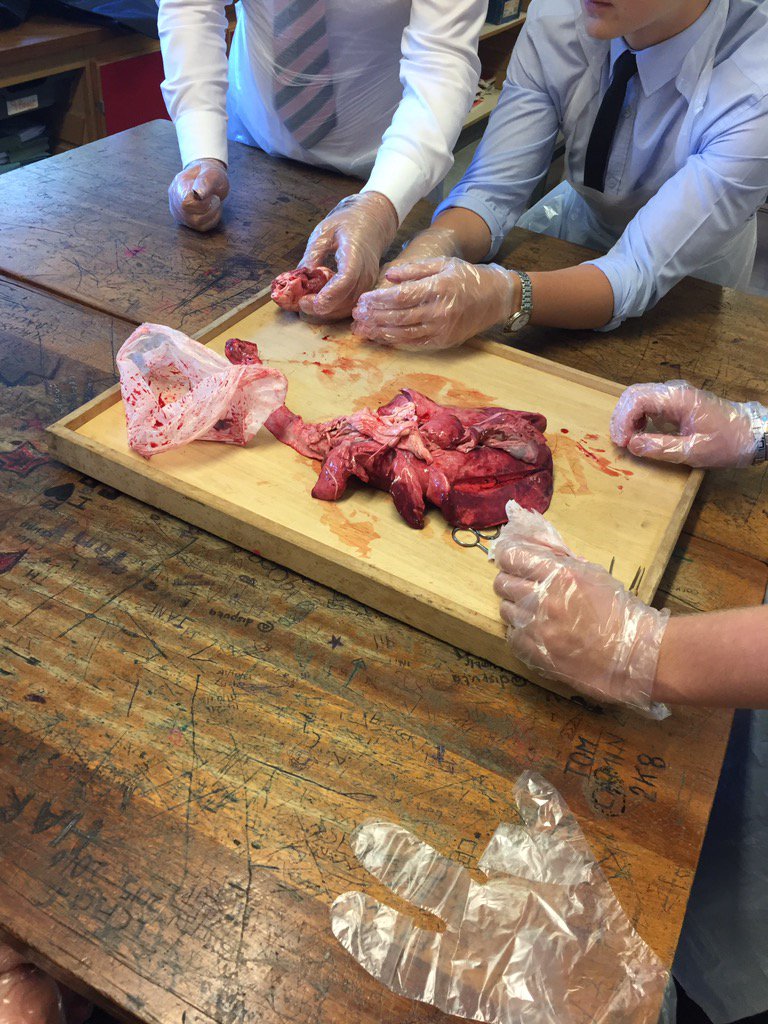 ogabiology's tweet photo. @OGAPost16 enjoying their PLUK dissection https://t.co/Fpe41wN1nZ
