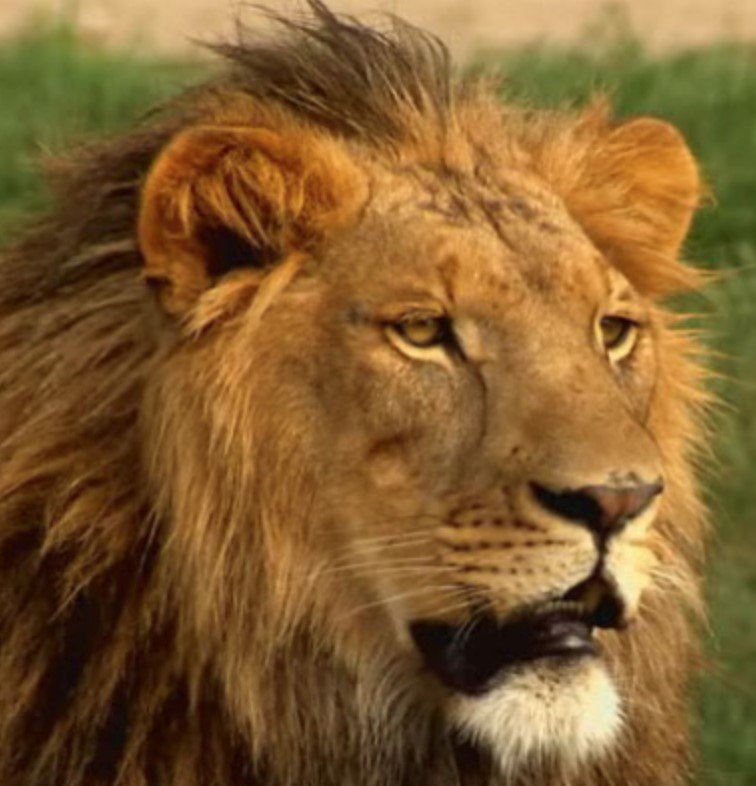 CrowdSocialCA's tweet image. Contest Alert! What makes you an adventurer? ---&amp;gt; bit.ly/ALScsTW  #AfricanLionSafariWIN #CANonly