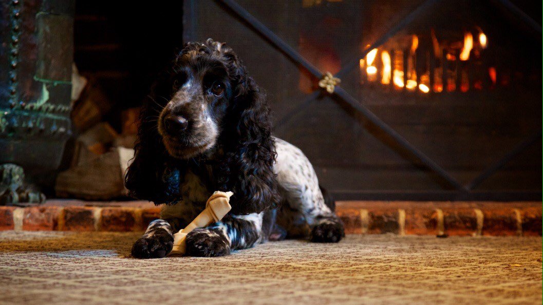 As part of the TA collection we are proudly sponsoring <a href="/SuffolkDogDay/">Suffolk Dog Day</a> again this year #Suffolk #HolidayLettings