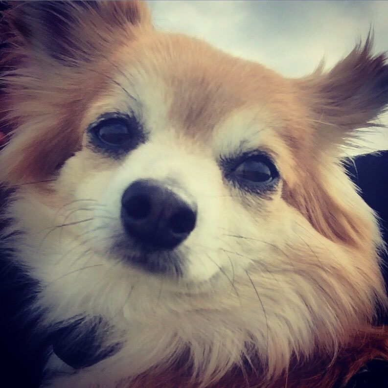 💜 The beautiful Bailey would like to wish everyone a wonderful day 🌷🌹  ... - luvchihuahuas.com/2016/07/14/%f0…