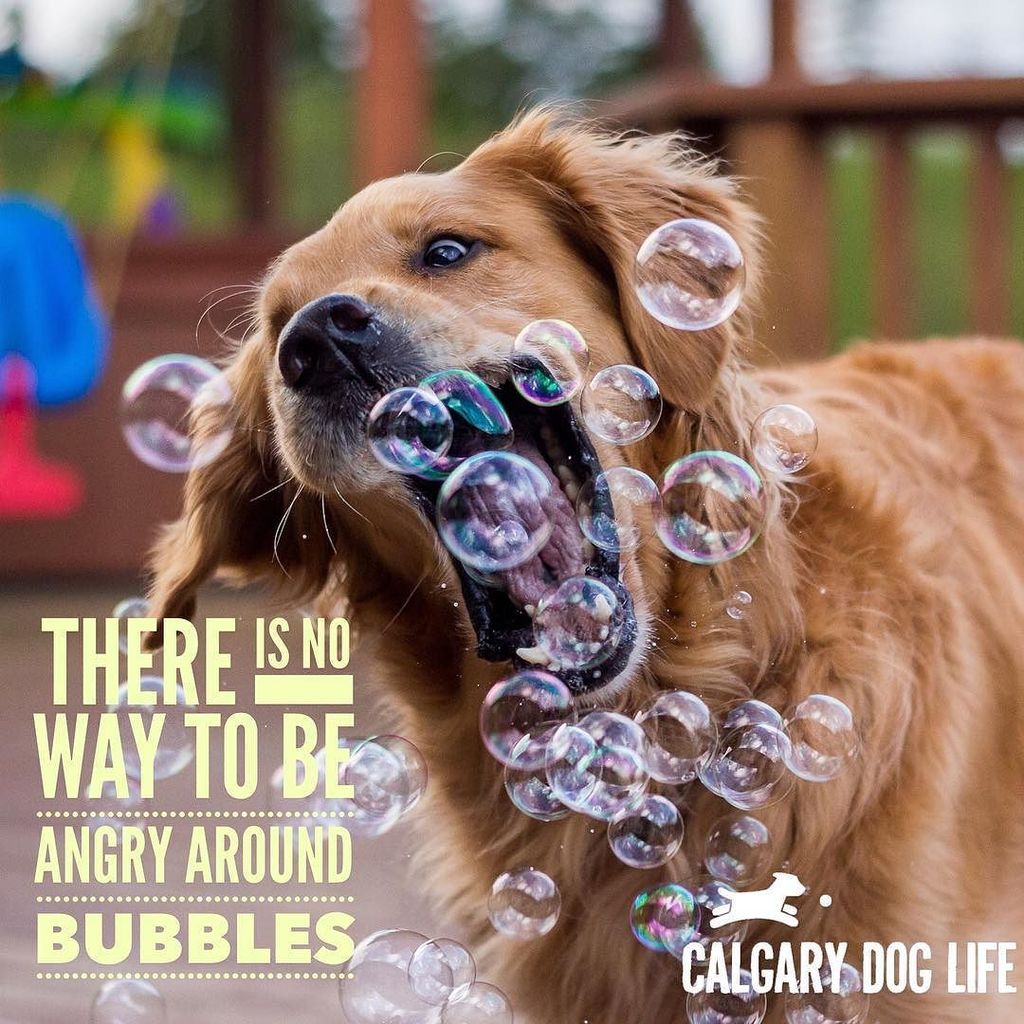 calgarydoglife's tweet image. Literally no way. Try it. #havemorefun #bubblesarefun #lessonslearned #dogsknowbest ift.tt/29G0juN