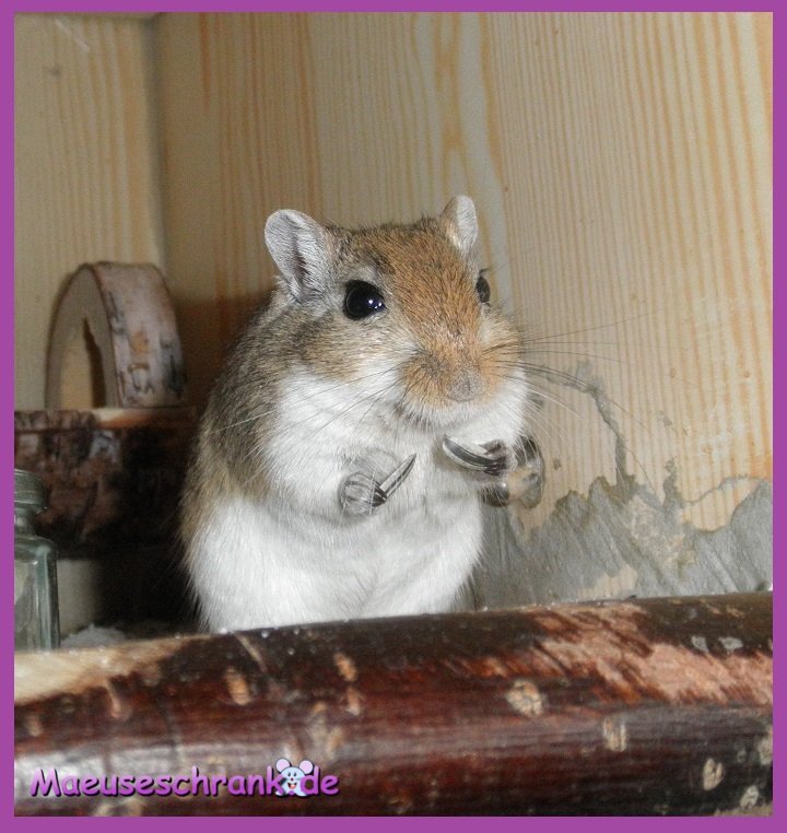 So sieht unser Bernadette aus, wenn er beim #Sonnenblumenkerne mopsen #erwischt wurde ;-)
#rennmaus #renni #gerbil