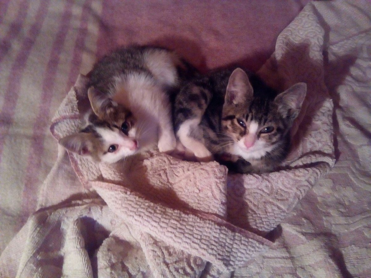 Кошечки Айса и Шимора ищут дом. Если вам нужен эрмитажный котёнок, пишите на адрес hermitageline@yandex.ru