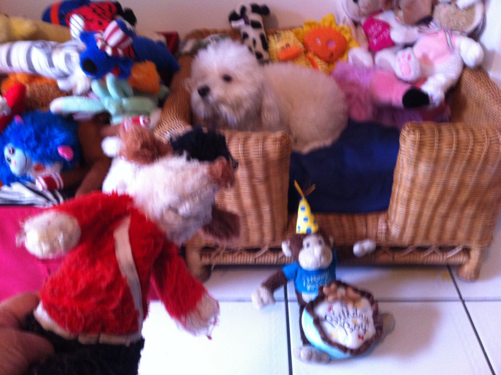 DeborahValledor's tweet photo. Tomorrow, tomorrow ♪♫♩♬♭…my birthday’s tomorrow ♪ ♫♩♬♭ https://t.co/FszSY1a67z https://t.co/JBlMMcLsal