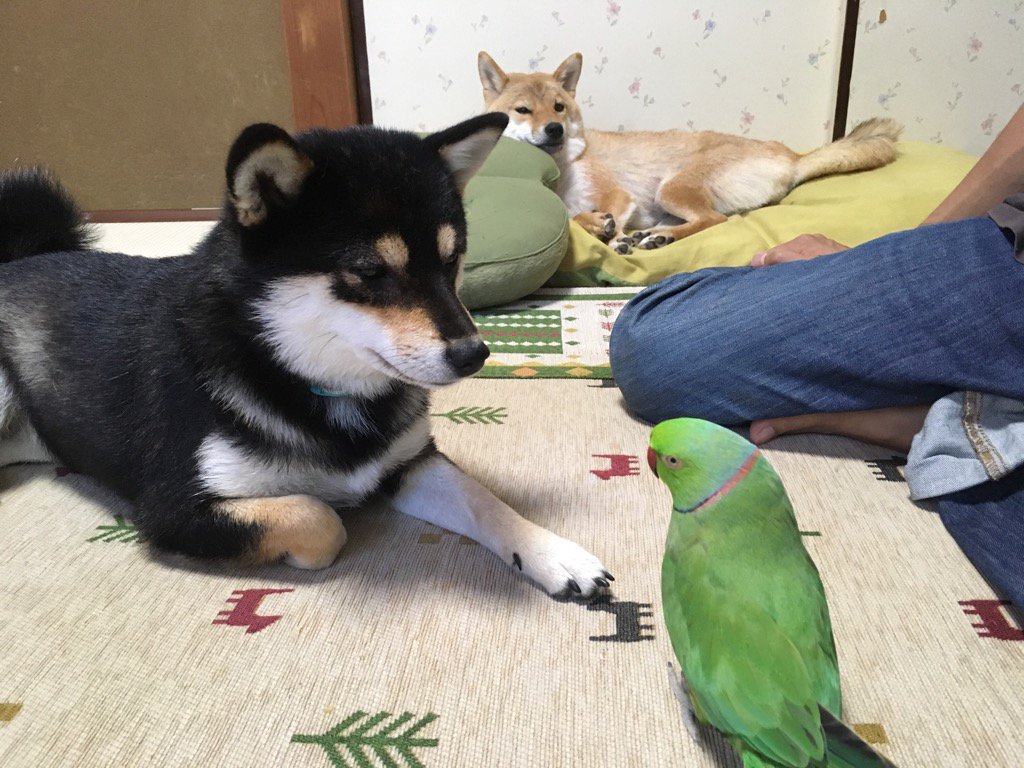 ローズ Amp 柴犬りょう Twitter Search