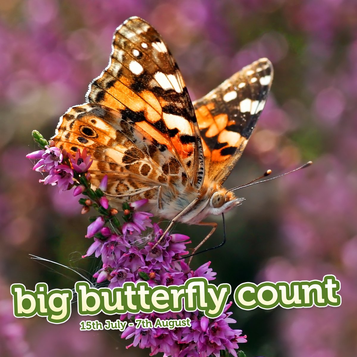 We are nearly at 1000 people! Can you help us spread the word about the Big #ButterflyCount? butrfli.es/thunderbutterf…