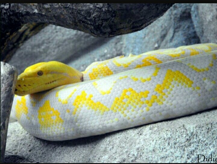 dylanklein10's tweet photo. Python 😍 #snake #python #reptiles https://t.co/LeMqENGQ2n
