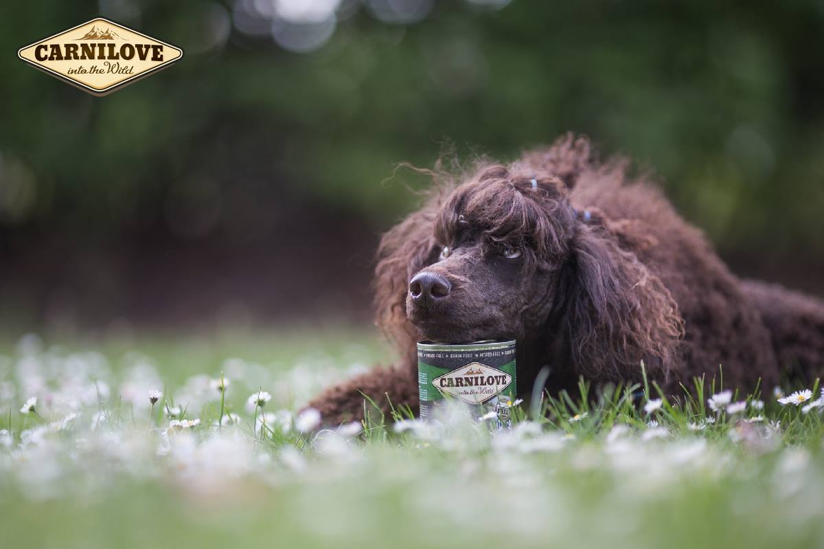 carnilove wet dog food