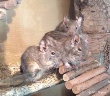 NaturePets_de's tweet image. #Nagertraum Exqusit erfüllt #Nagerträume. #Nagerfutter für #Degu, #Hamster, #Maus und #Ratte