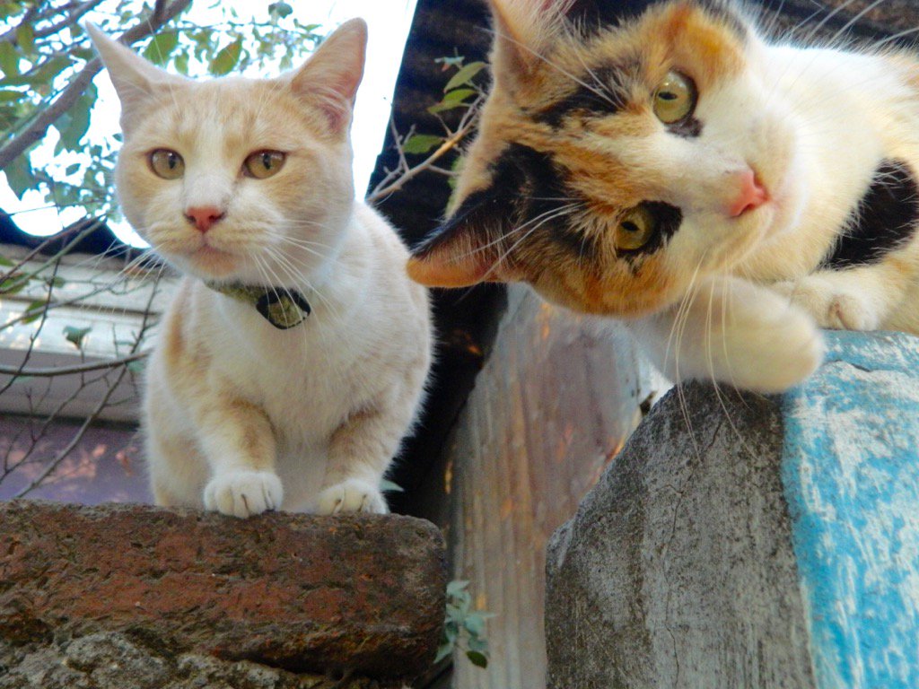 Elverojaguar's tweet image. 🐾😺🎈🐯🍒🌞🐾