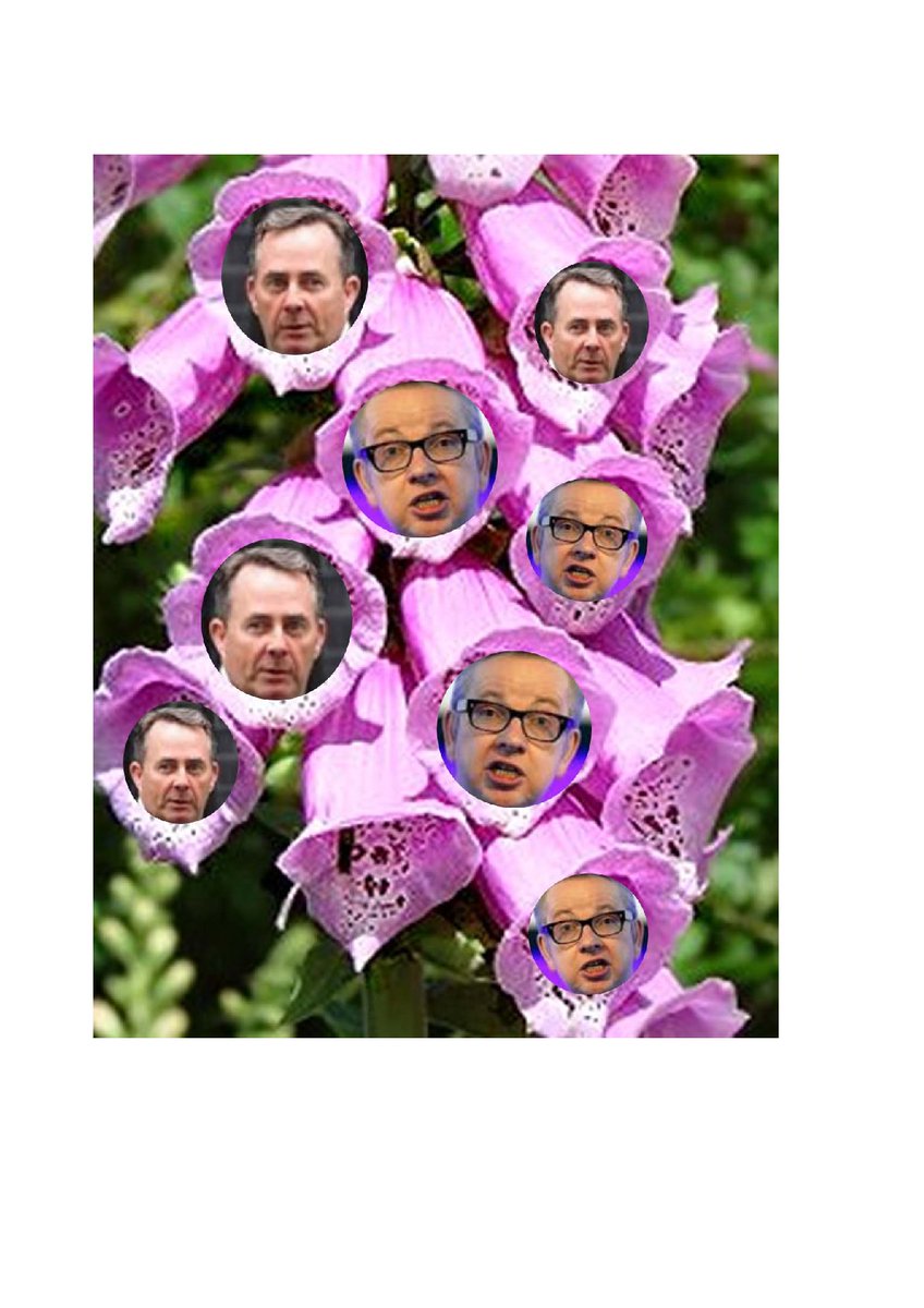 There are lots of poisonous plants, but none more deadly than the Foxgove