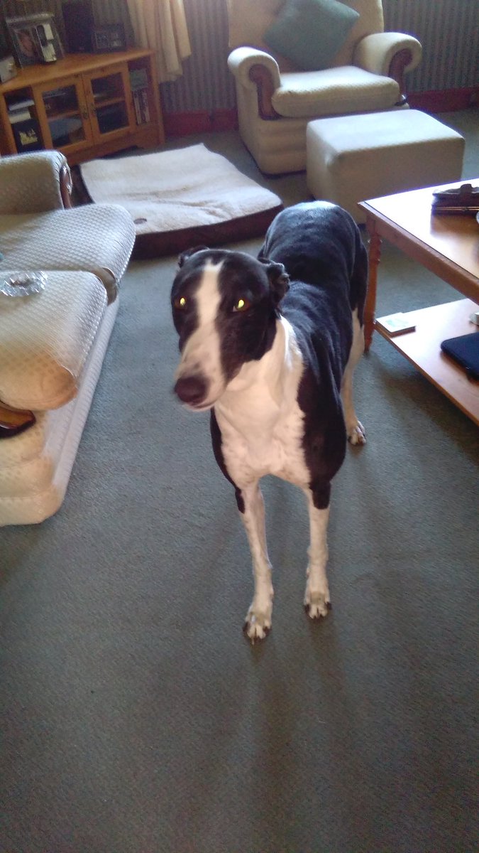 jennifersterri1's tweet photo. #greyhoundgap happy birthday from Ellie our rescue girl in scotland https://t.co/YdJuJynl6z