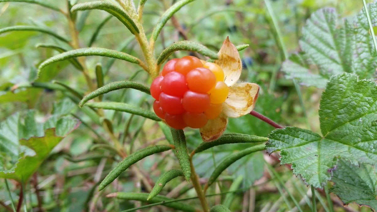 Pl. 18.00 <a href="/starfmlv/">Radio Star FM</a> #zaļāceturtdiena <a href="/EgonsReiters/">Egons Reiters</a> par purviem stāstīs bioloģe Agnese Priede. Klausāmies! <a href="/LVAFA_LV/">LVAFA</a>