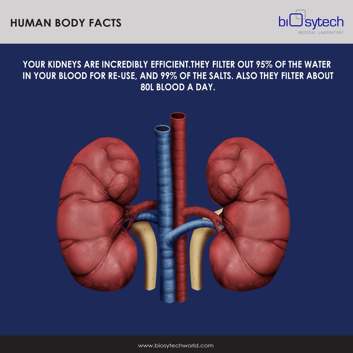 biosytech_world's tweet photo. #healthfacts #humanbodyfacts #healthtips #mydubai #biosytech https://t.co/QKm3aR1Q9b
