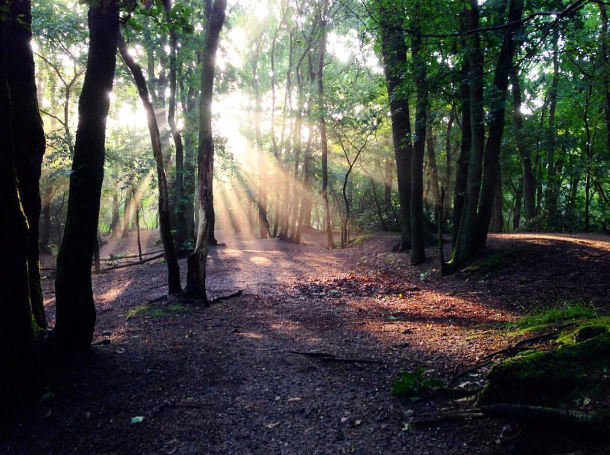 Prachtig om elke week de ochtendwandelingen van mensen in de natuur rond #Bussum te zien! Puur genieten.