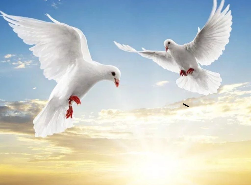حمـد العريّـض .. أبو نـواف tweet media