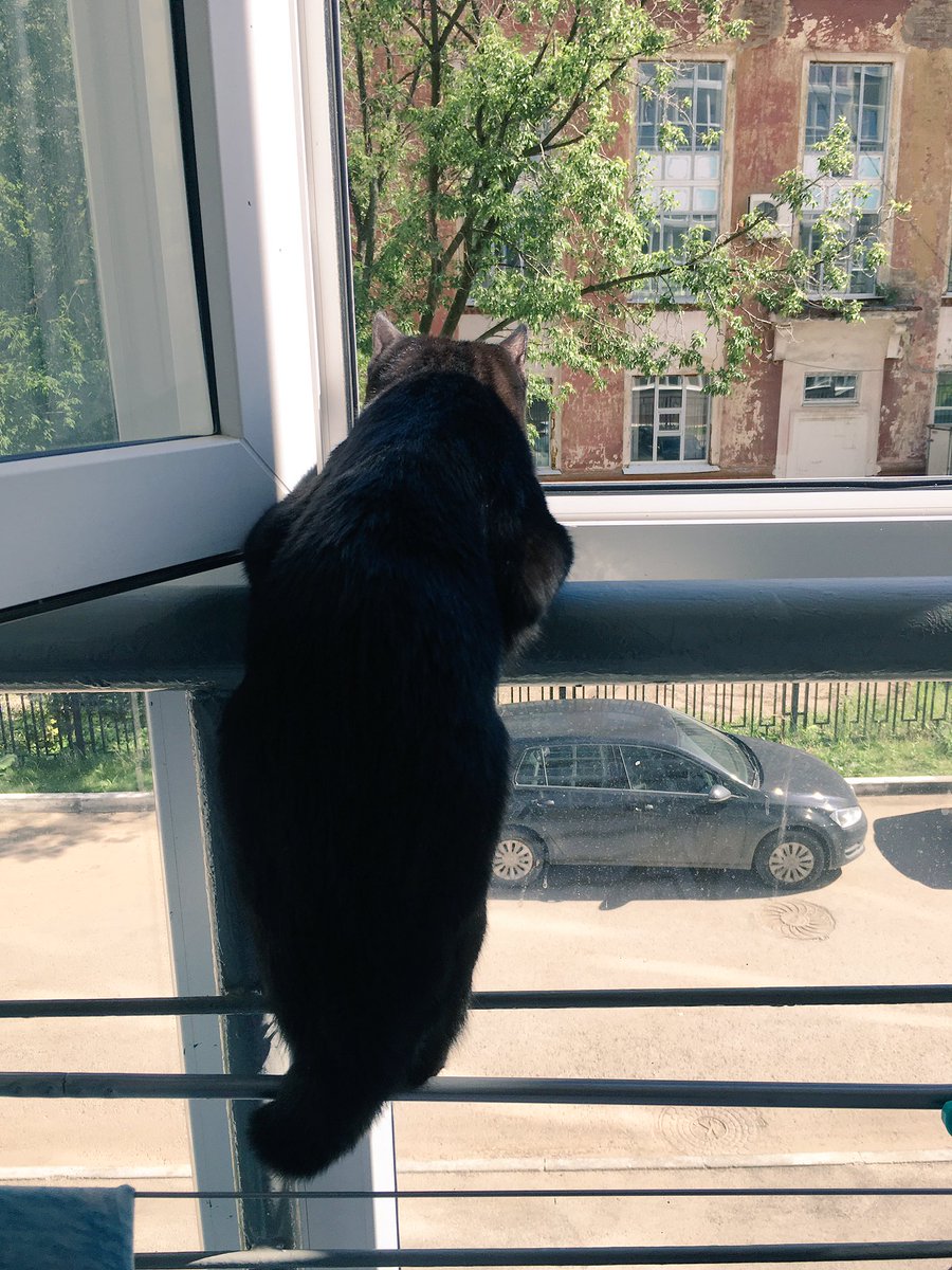 macrusick's tweet photo. Кто-то очень любит наблюдать за происходящим на улице 😶 https://t.co/EJq5PV2GlT