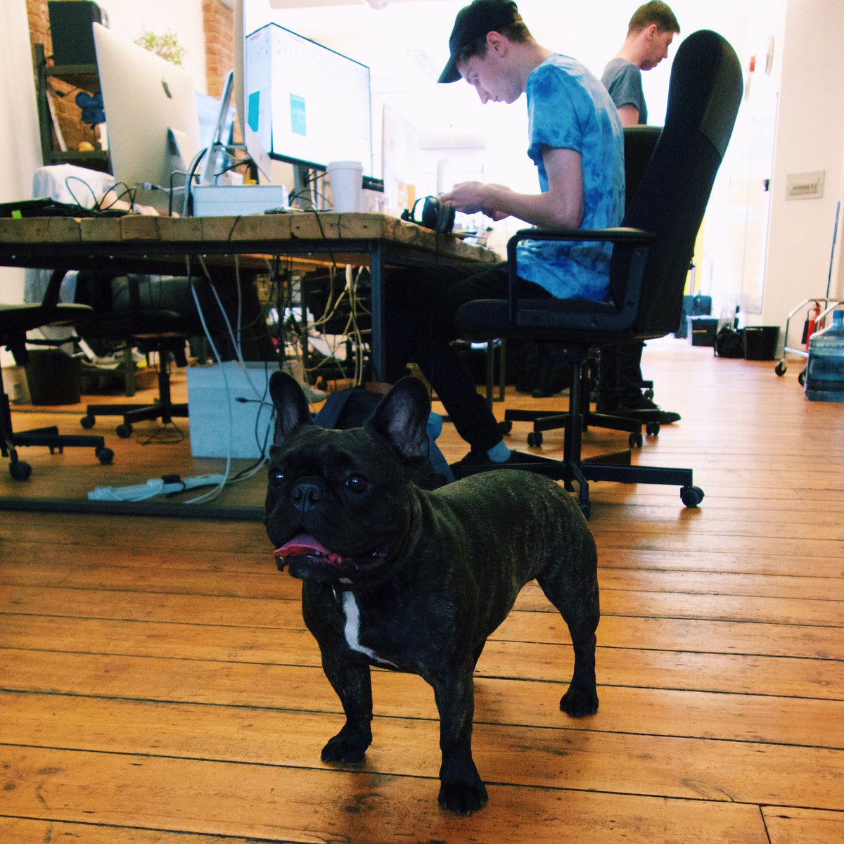 KodeMedia's tweet photo. Clarence on full alert in the office today! #KodeLDN https://t.co/LmpAzhbAHZ