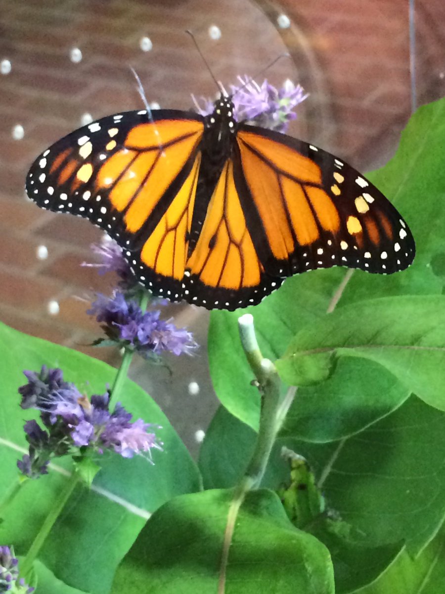 MichelleGCTV's tweet photo. This #Monarch #butterfly is so photogenic. #cantstop #shutterhappy https://t.co/VLLnVxjRi7