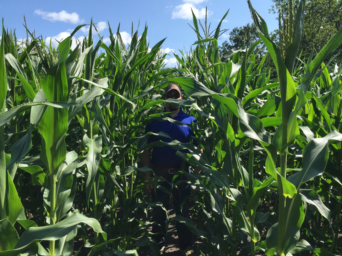 MZukiwski's tweet photo. Unreal height and ear development on this #dupontpioneer corn. #39F44 @PioneerWCanada @mjmranches https://t.co/viU14nXhJ7