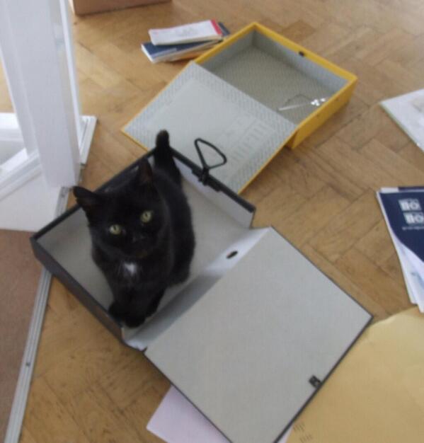 My cat is sad because he tried to do his tax unassisted but struggled, due to being not good at maths, and a cat.