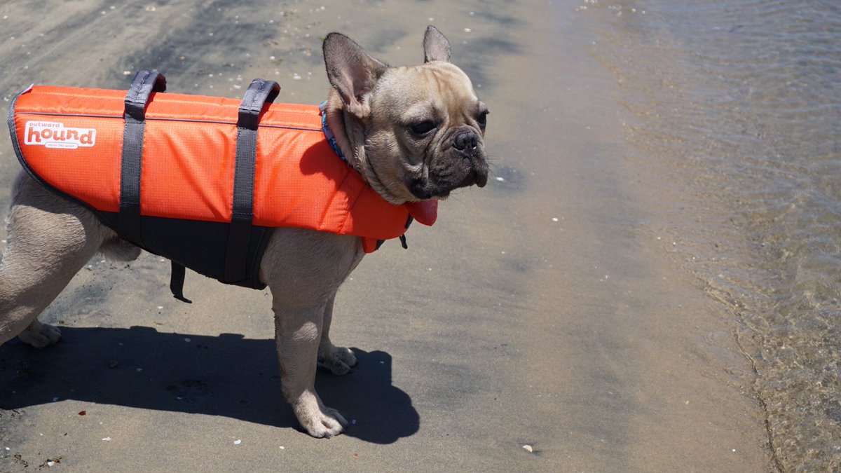 frenchdumpling's tweet photo. Scoping out the babes on the #beach. #fiestaisland https://t.co/Vl0bYebl1e