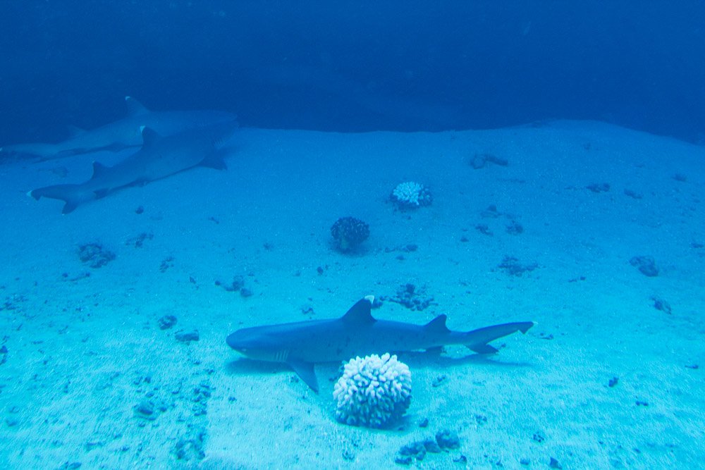 OhanaFun's tweet photo. Sharks! Safely viewed from the behind the window of @atlantishawaii sub https://t.co/DLutYq8oFY #activityofthemonth https://t.co/9SOFJ0zM9B