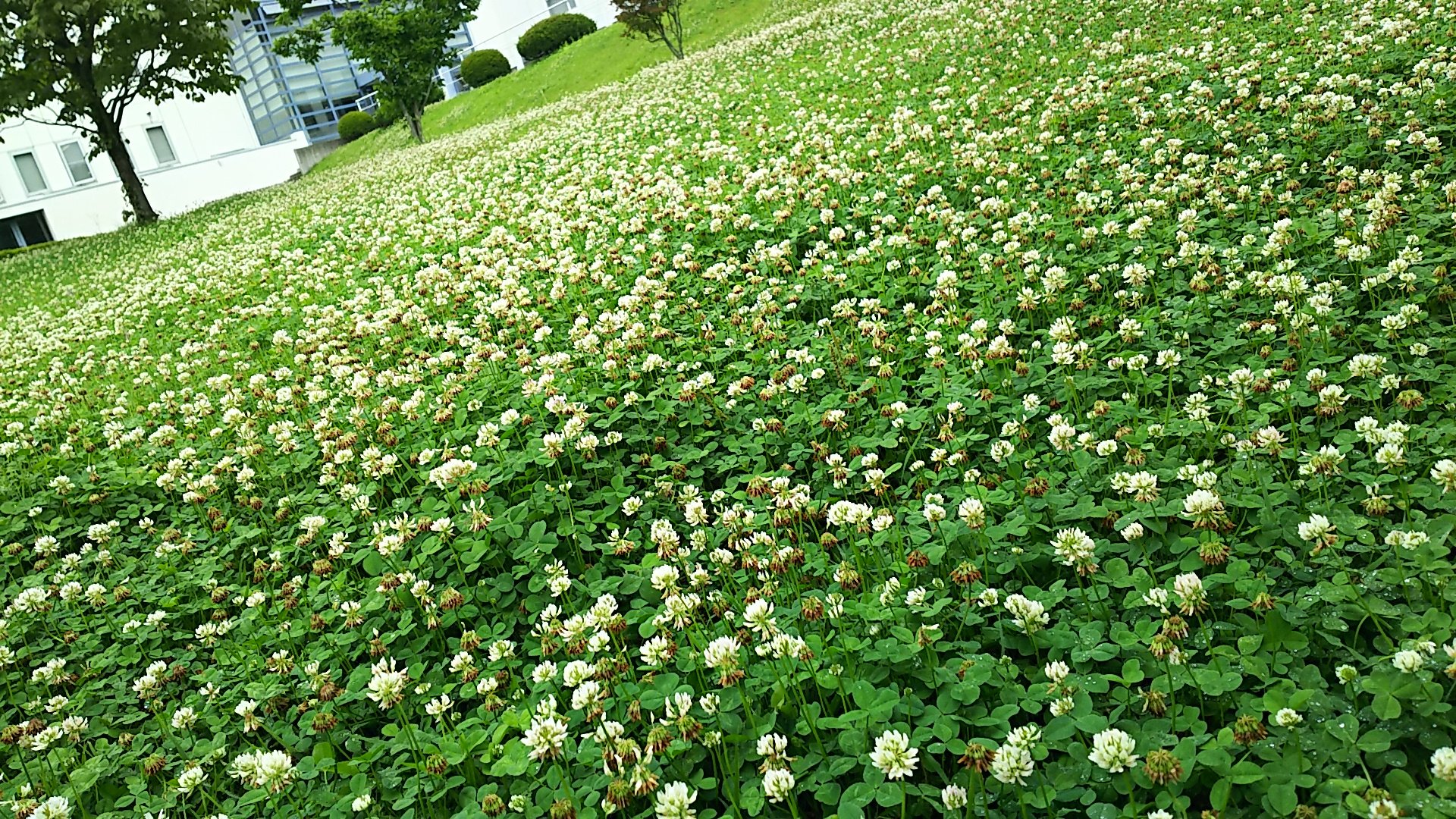 せんせ Sur Twitter 雑草という名前の草はないらしいけど 数年前まで芝生だったところが 気付けば 一面シロツメクサで覆われ 綺麗なお花畑に ピンク 紫 のは お花ちゃんかな T Co Eblhxszsgd Twitter