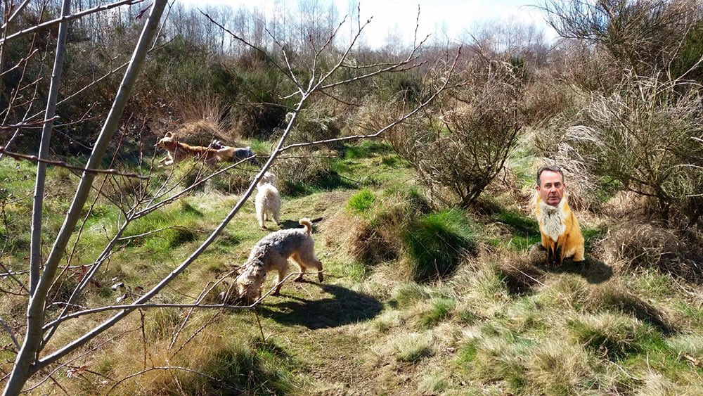 TheSnifffamily's tweet photo. As the Sniffs hunt for wildlife, they miss this fox emerging from the political undergrowth.#LiamFoxMP #Number10gov https://t.co/7fWF0wGO1V